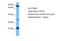 OR7A5 Rabbit anti-Human, Polyclonal, Novus Biologicals 0.1ml; Unconjugated:Antibodies,